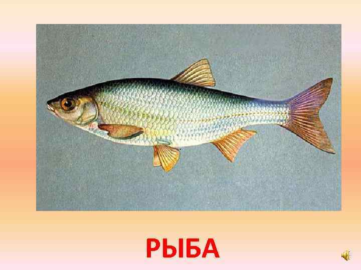 РЫБА 