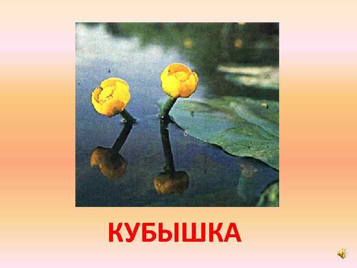 КУБЫШКА 