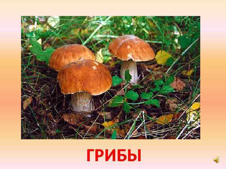 ГРИБЫ 