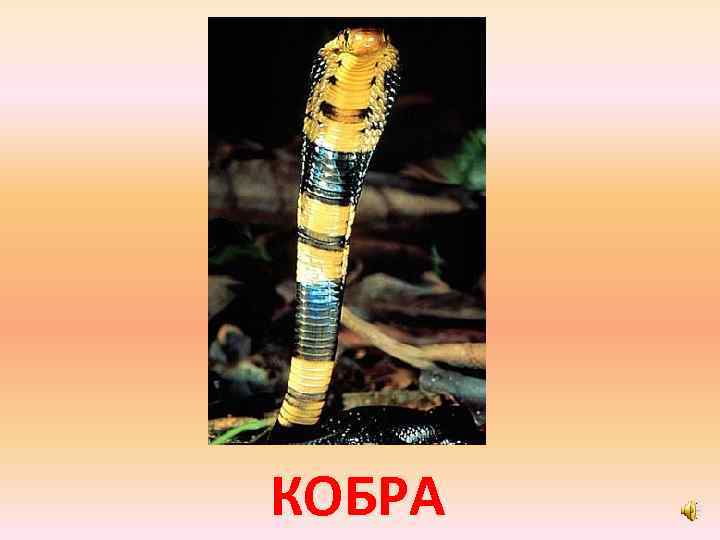 КОБРА 