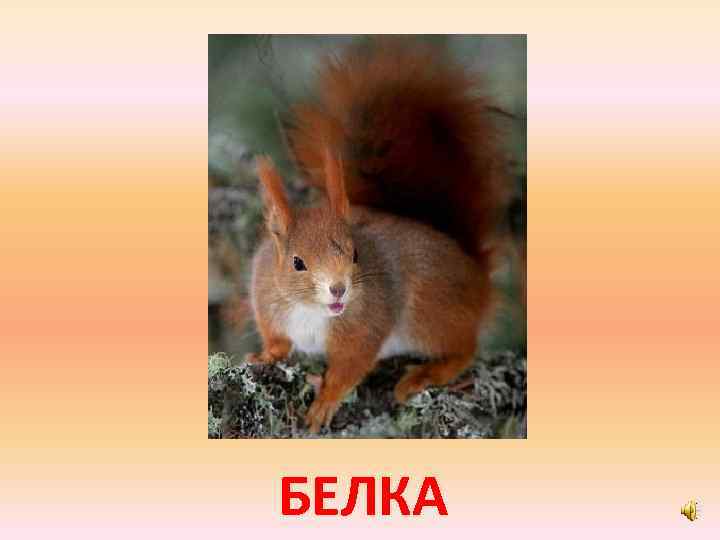 БЕЛКА 