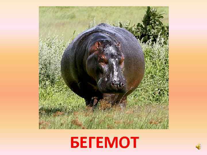 БЕГЕМОТ 