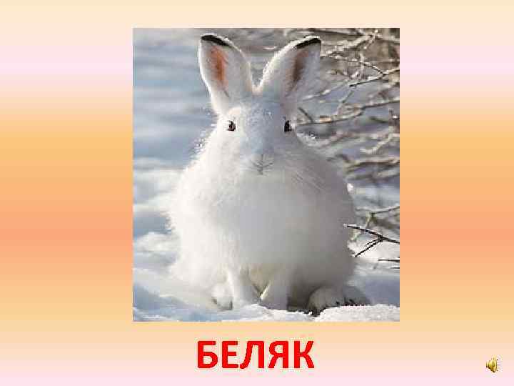 БЕЛЯК 