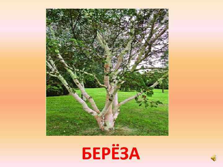 БЕРЁЗА 