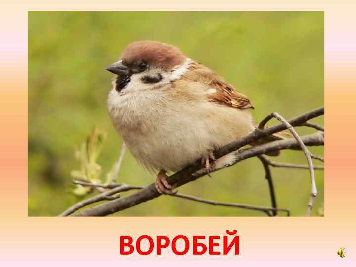 ВОРОБЕЙ 