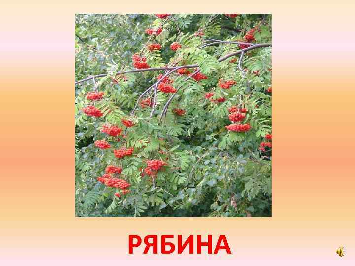 РЯБИНА 