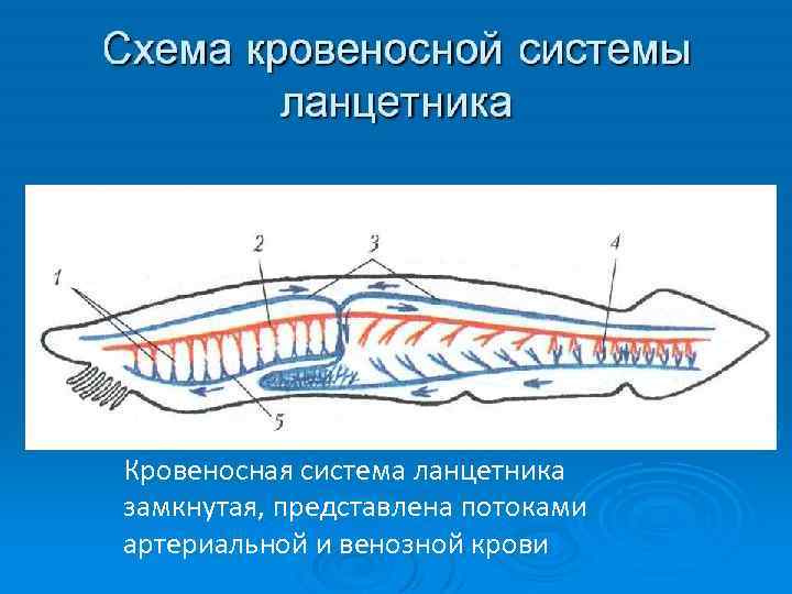 Кровеносная система ланцетника замкнутая, представлена потоками артериальной и венозной крови 