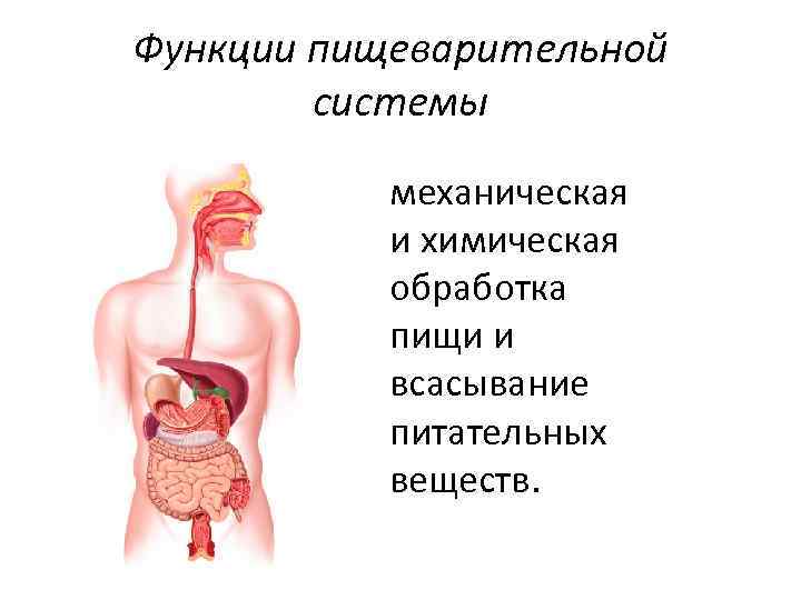 Функции пищеварительной системы механическая и химическая обработка пищи и всасывание питательных веществ. 