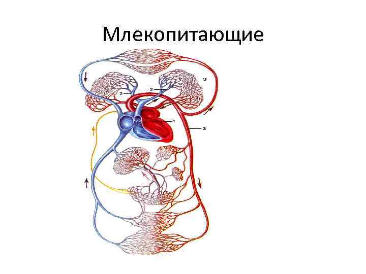 Млекопитающие 