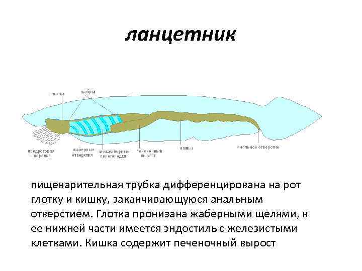 ланцетник пищеварительная трубка дифференцирована на рот глотку и кишку, заканчивающуюся анальным отверстием. Глотка пронизана