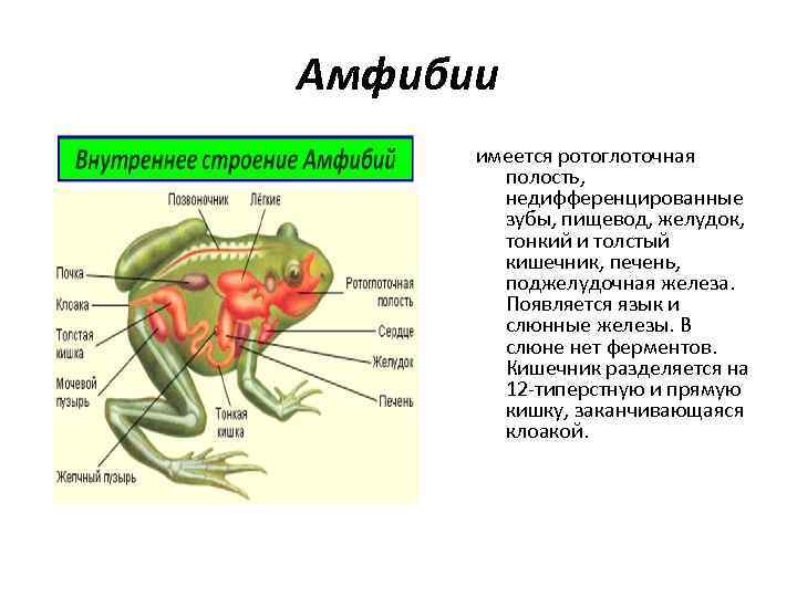 Амфибии имеется ротоглоточная полость, недифференцированные зубы, пищевод, желудок, тонкий и толстый кишечник, печень, поджелудочная