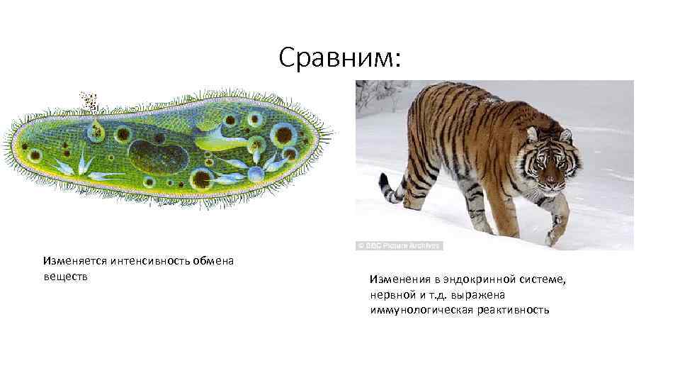 Сравним: Изменяется интенсивность обмена веществ Изменения в эндокринной системе, нервной и т. д. выражена