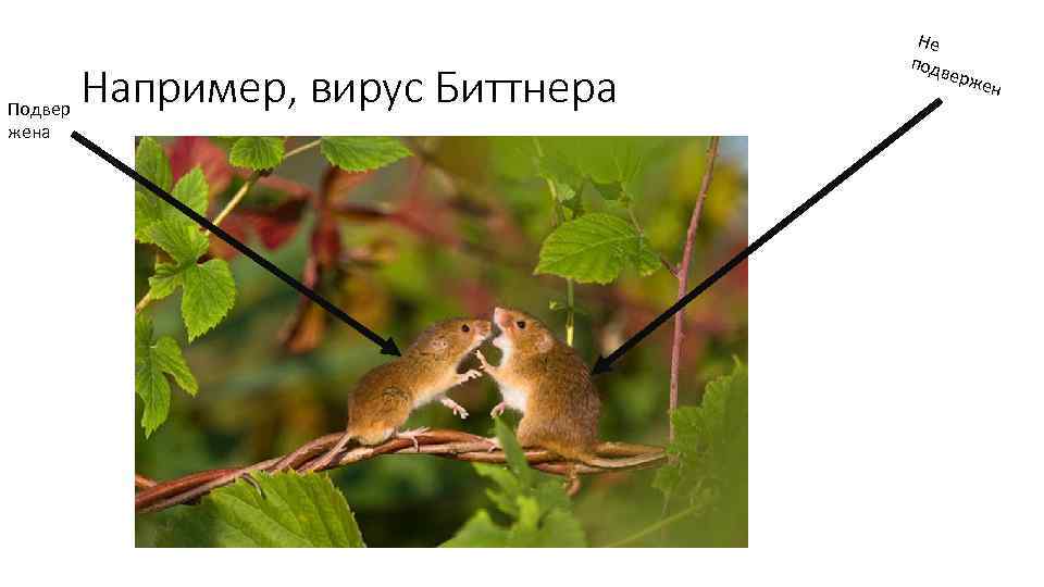 Подвер жена Например, вирус Биттнера Не подв ерж ен 