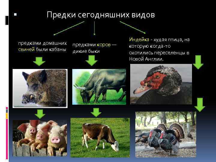  Предки сегодняшних видов предками домашних свиней были кабаны предками коров — дикие быки