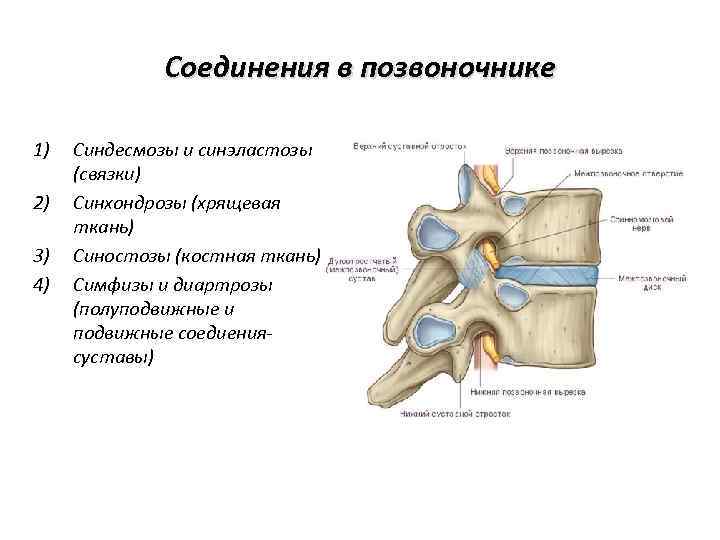 Соединения в позвоночнике 1) 2) 3) 4) Синдесмозы и синэластозы (связки) Синхондрозы (хрящевая ткань)