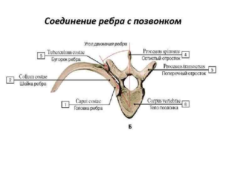 Соединение ребра с позвонком 