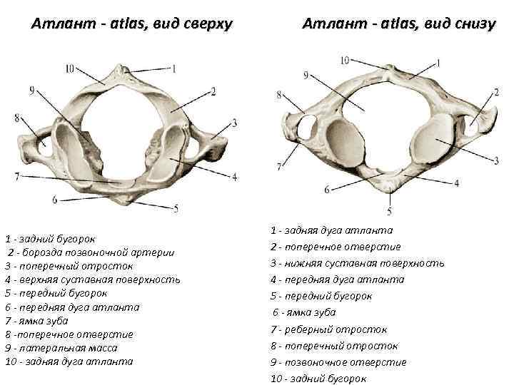 Атлант - atlas, вид сверху 1 - задний бугорок 2 - борозда позвоночной артерии