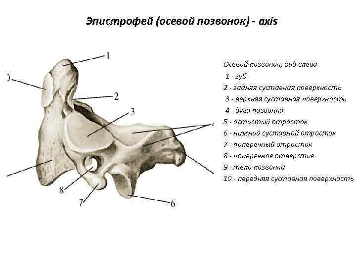 Эпистрофей (осевой позвонок) - axis Осевой позвонок, вид слева 1 - зуб 2 -