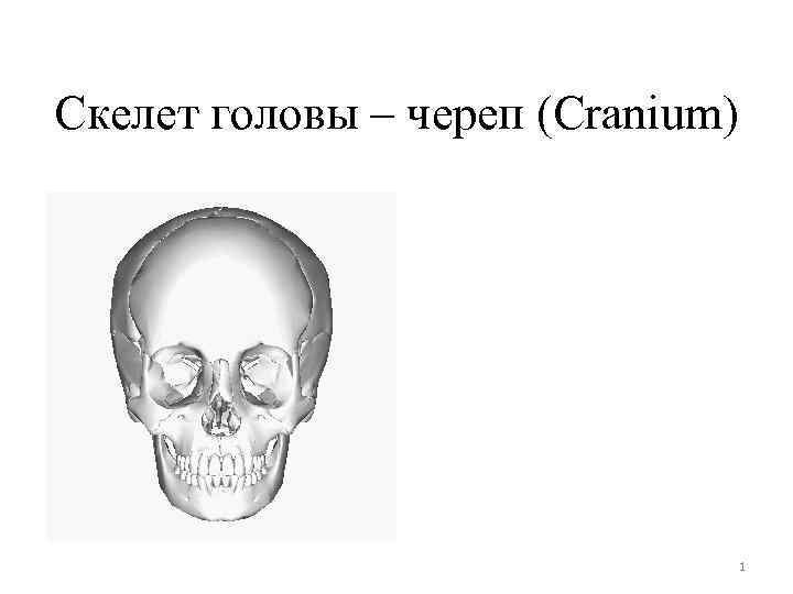 Скелет головы – череп (Cranium) 1 