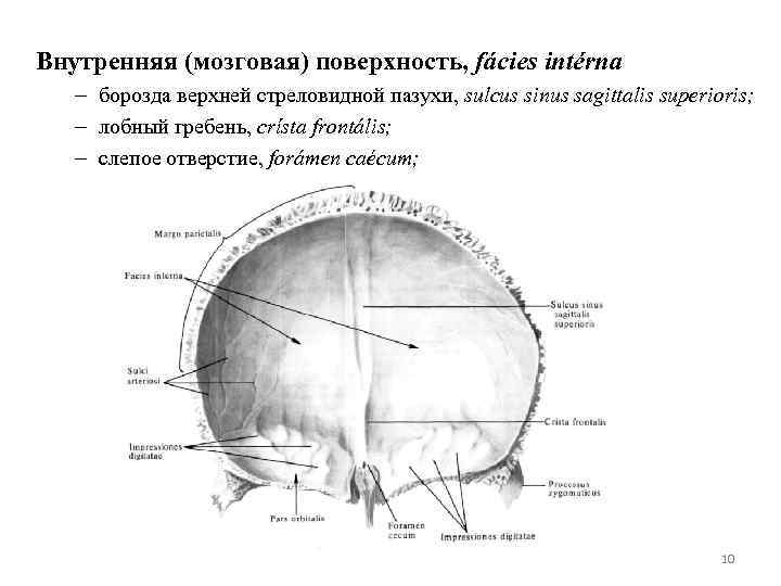 Внутренняя (мозговая) поверхность, fácies intérna – борозда верхней стреловидной пазухи, sulcus sinus sagittalis superioris;