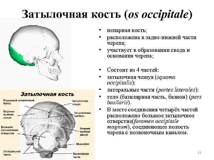 Затылочная кость (os occipitale) • непарная кость; • расположена в задне-нижней части черепа; •