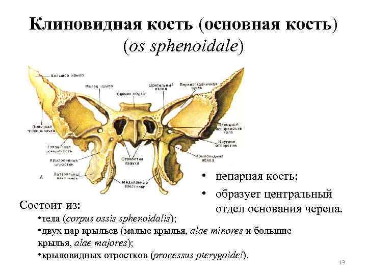 Клиновидная кость (основная кость) (os sphenoidale) Состоит из: • непарная кость; • образует центральный