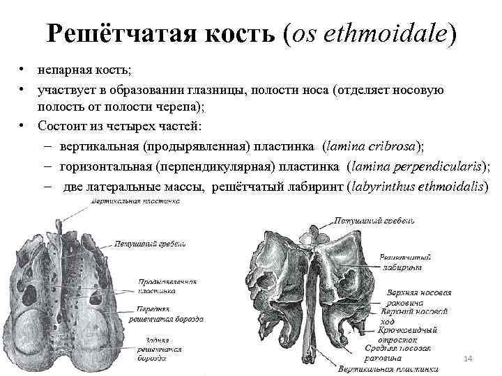 Решётчатая кость (os ethmoidale) • непарная кость; • участвует в образовании глазницы, полости носа