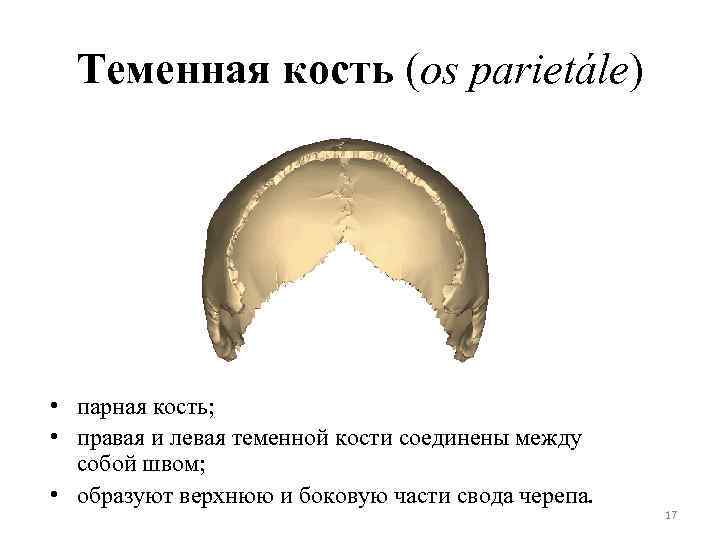 Теменная кость (os parietále) • парная кость; • правая и левая теменной кости соединены