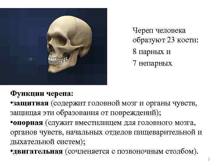 Череп человека образуют 23 кости: 8 парных и 7 непарных Функции черепа: • защитная