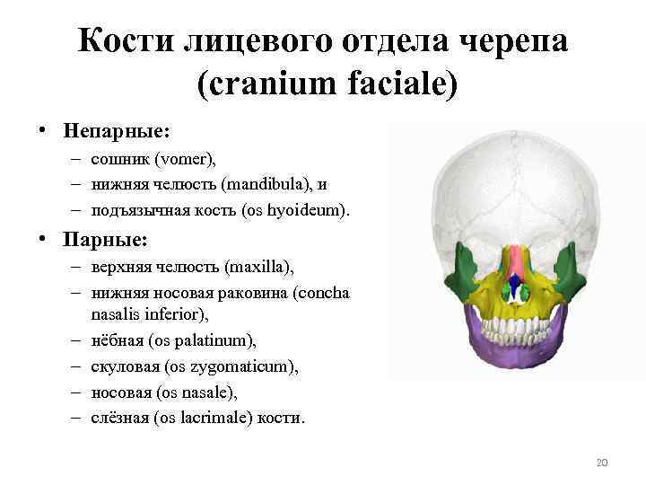 Кости лицевого отдела черепа (cranium faciale) • Непарные: – сошник (vomer), – нижняя челюсть