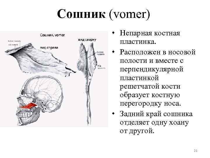 Сошник (vomer) • Непарная костная пластинка. • Расположен в носовой полости и вместе с