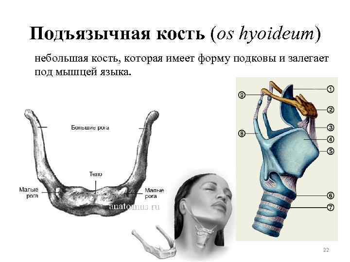 Подъязычная кость (os hyoideum) небольшая кость, которая имеет форму подковы и залегает под мышцей