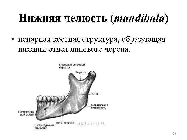 Нижняя челюсть (mandibula) • непарная костная структура, образующая нижний отдел лицевого черепа. 23 