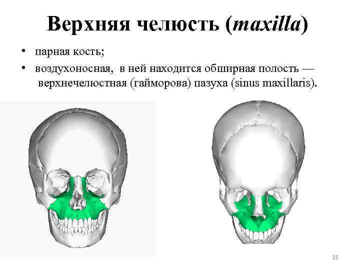 Верхняя челюсть (maxilla) • парная кость; • воздухоносная, в ней находится обширная полость —