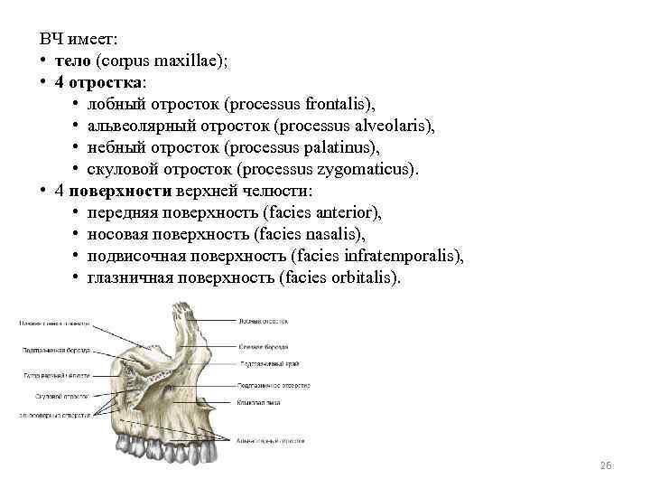 ВЧ имеет: • тело (corpus maxillae); • 4 отростка: • лобный отросток (processus frontalis),