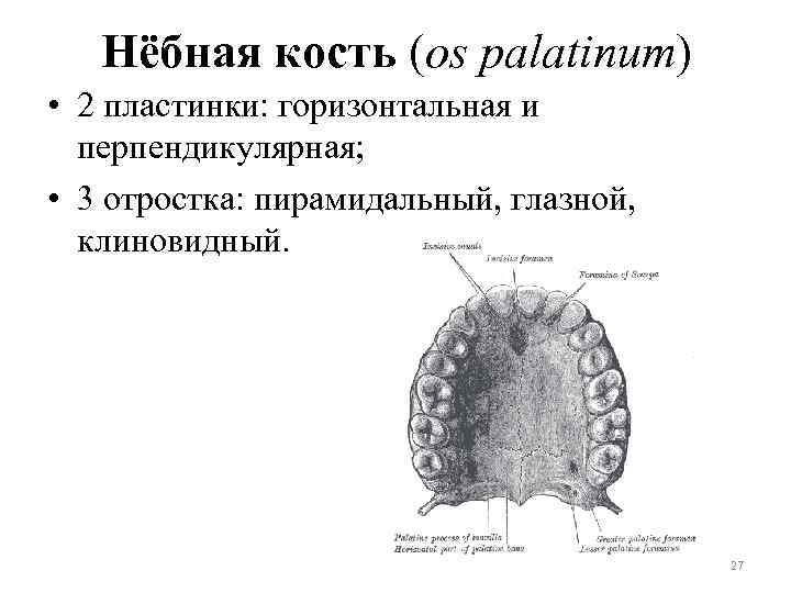 Нёбная кость (os palatinum) • 2 пластинки: горизонтальная и перпендикулярная; • 3 отростка: пирамидальный,