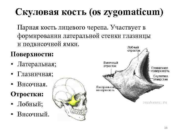 Скуловая кость (os zygomaticum) Парная кость лицевого черепа. Участвует в формировании латеральной стенки глазницы