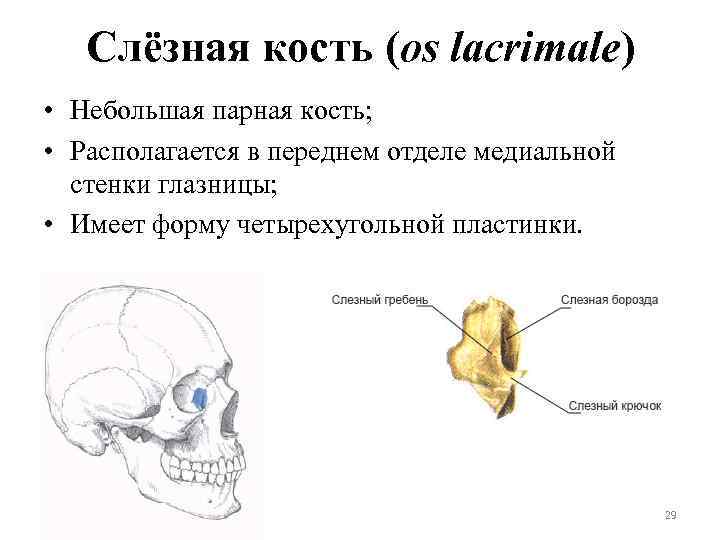 Слёзная кость (os lacrimale) • Небольшая парная кость; • Располагается в переднем отделе медиальной