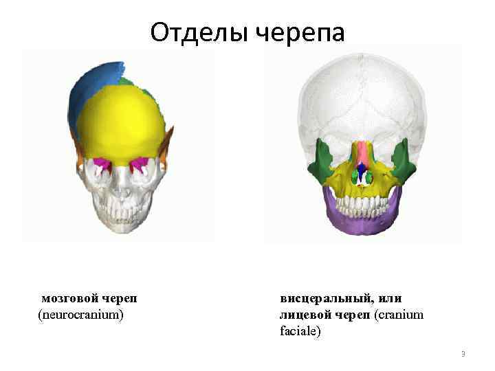 Висцеральный скелет. Мозговой и висцеральный отделы черепа. Лицевой отдел черепа. Мозговой череп. Кости висцерального отдела черепа.