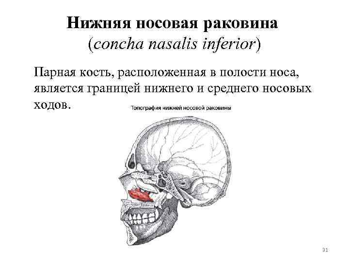 Нижняя носовая раковина (concha nasalis inferior) Парная кость, расположенная в полости носа, является границей