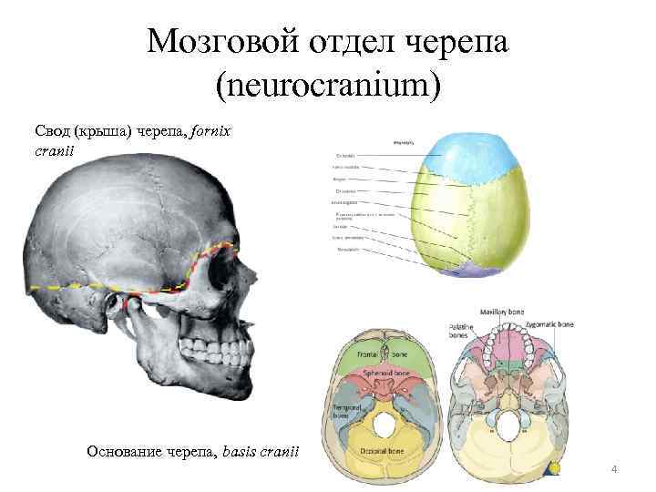 Мозговой отдел черепа (neurocranium) Свод (крыша) черепа, fornix cranii Основание черепа, basis cranii 4