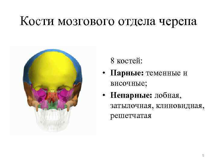 Кости мозгового отдела черепа 8 костей: • Парные: теменные и височные; • Непарные: лобная,