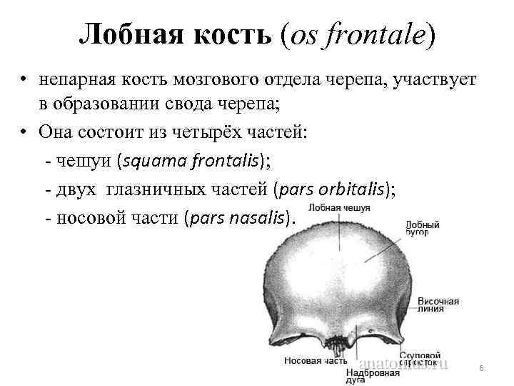 Лобная кость (os frontale) • непарная кость мозгового отдела черепа, участвует в образовании свода