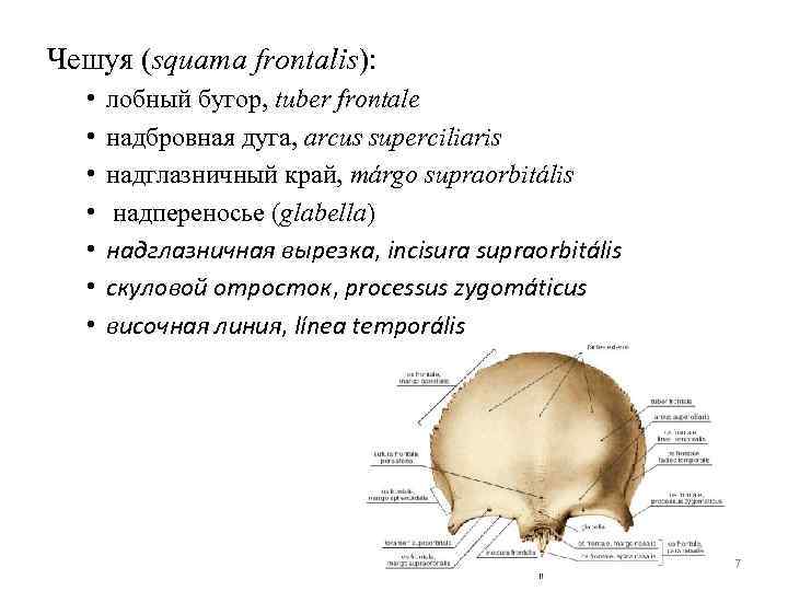 Чешуя (squama frontalis): • • лобный бугор, tuber frontale надбровная дуга, arcus superciliaris надглазничный