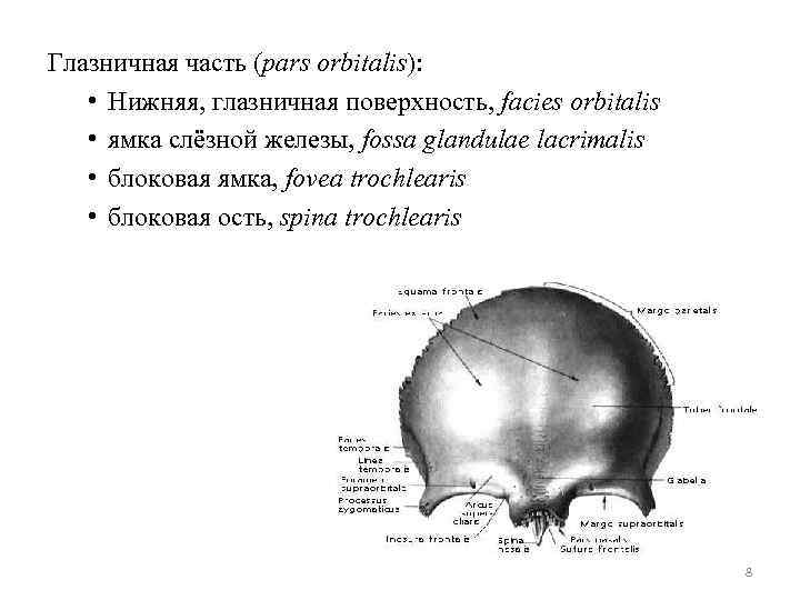 Глазничная часть (pars orbitalis): • Нижняя, глазничная поверхность, facies orbitalis • ямка слёзной железы,