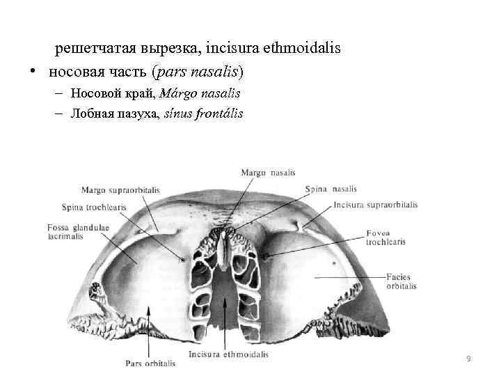 решетчатая вырезка, incisura ethmoidalis • носовая часть (pars nasalis) – Носовой край, Márgo nasalis