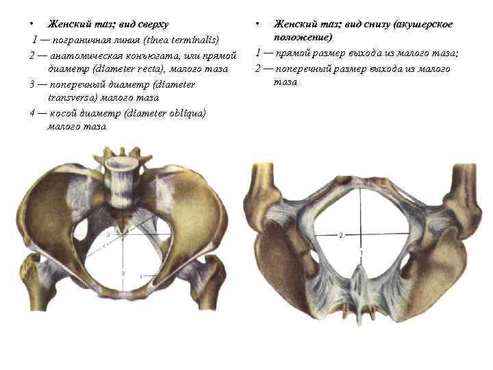  • Женский таз; вид сверху 1 — пограничная линия (tinea terminalis) 2 —