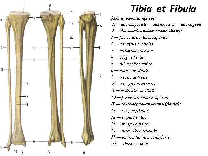 Tibia et Fibula Кости голени, правой А — вид спереди Б — вид сзади