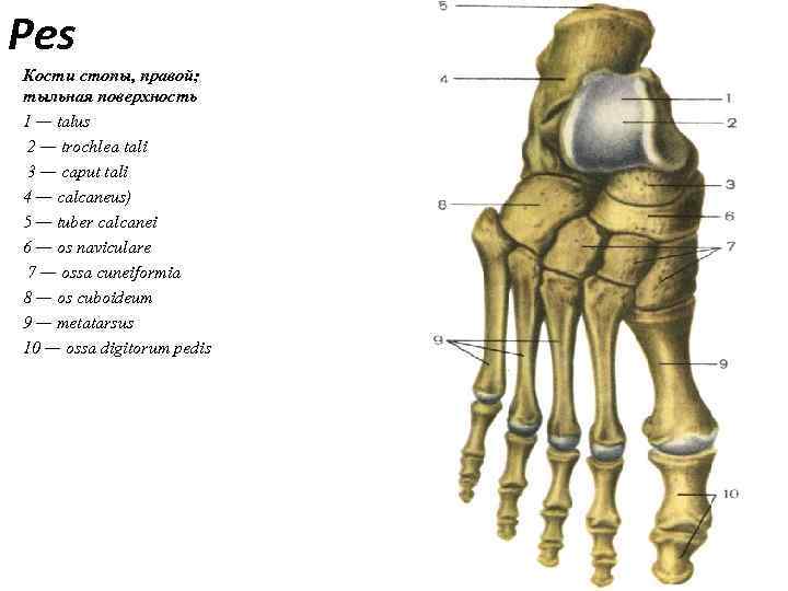 Pes Кости стопы, правой; тыльная поверхность 1 — talus 2 — trochlea tali 3