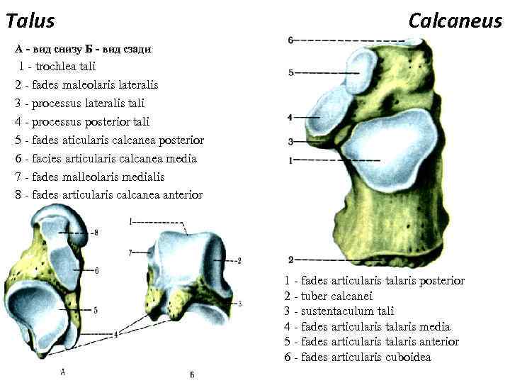 Talus Calcaneus А - вид снизу Б - вид сзади 1 - trochlea tali